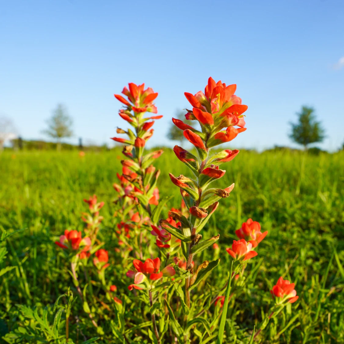 Maroon Bluebonnet Seeds - Image 2