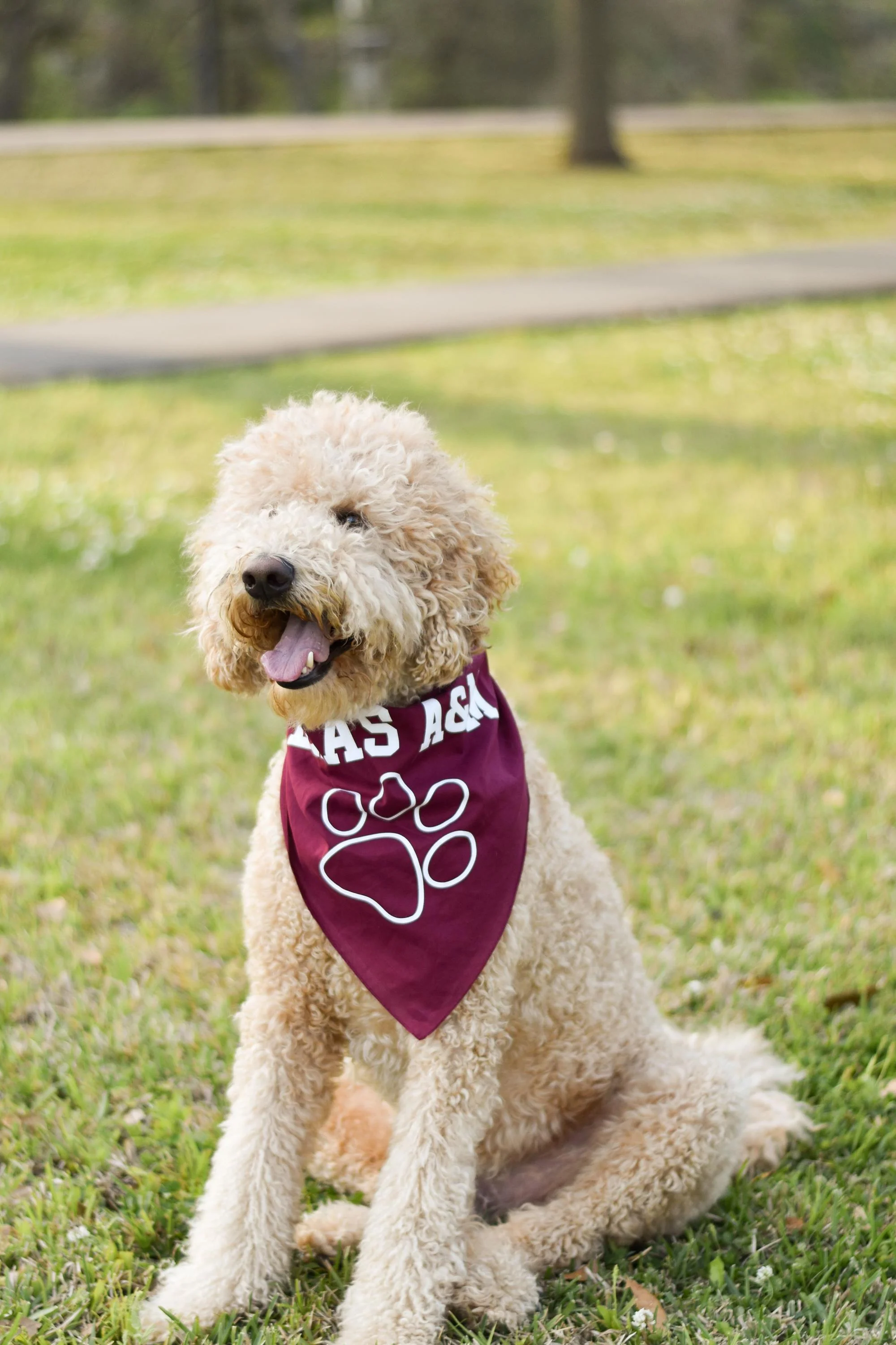 Texas A&M Pet Triangle Bandana Small - Image 2